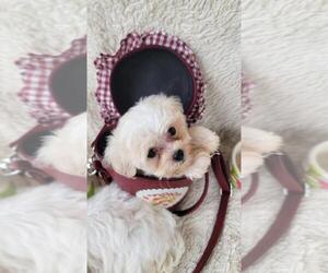 Maltipoo (Toy) Puppy for sale in BRANSON, MO, USA