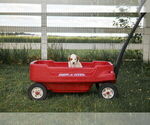 Small Photo #18 Goldendoodle (Miniature) Puppy For Sale in FREDERICA, DE, USA