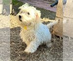 Small Photo #2 Maltipoo Puppy For Sale in Phoenix, AZ, USA