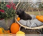 Small #3 Schnoodle (Miniature)