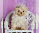 Small #4 Pomeranian