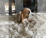 Small Photo #8 Basset Hound Puppy For Sale in HUGHSON, CA, USA