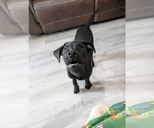 Medium Photo #1 Labrador Retriever-Unknown Mix Puppy For Sale in Boston, MA, USA