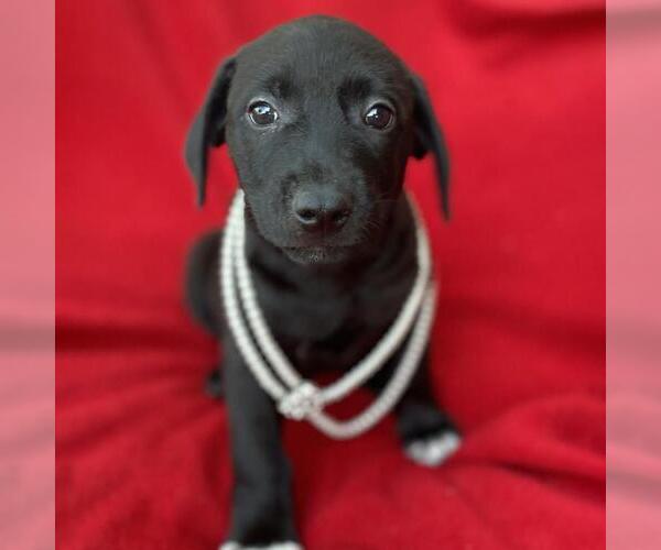 Medium Photo #1 Labrador Retriever-Unknown Mix Puppy For Sale in San Diego, CA, USA