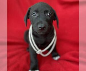 Labrador Retriever-Unknown Mix Dogs for adoption in San Diego, CA, USA