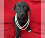 Small Labrador Retriever Mix