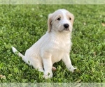 Small Photo #11 Labradoodle Puppy For Sale in CANON, GA, USA