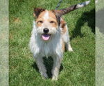 Small #3 Red Heeler Mix