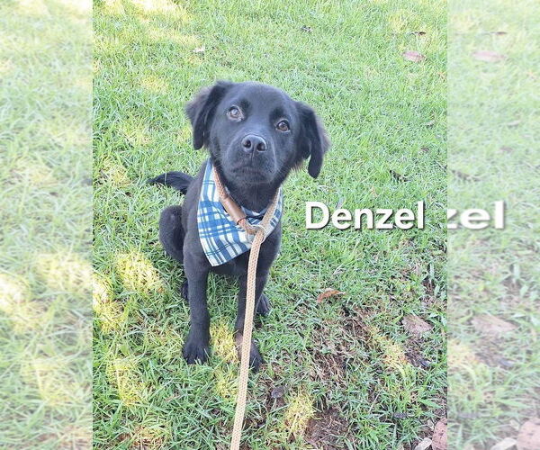 Medium Photo #3 Labrador Retriever-Unknown Mix Puppy For Sale in Virginia Beach, VA, USA