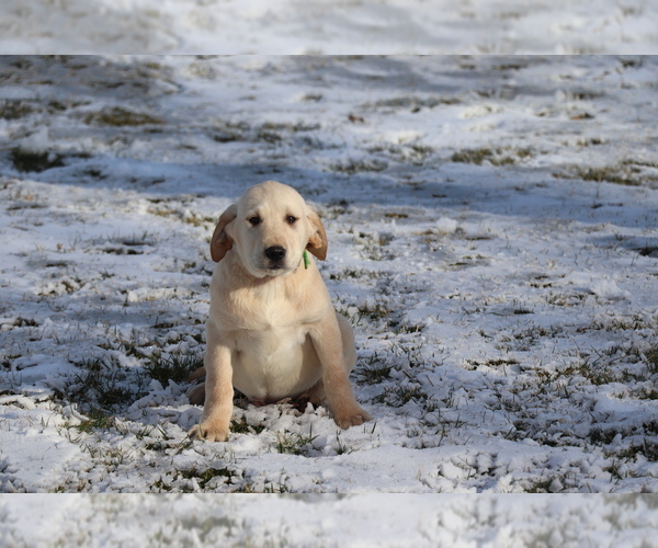 Medium Photo #2 Golden Labrador Puppy For Sale in SHILOH, OH, USA