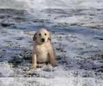 Small Photo #2 Golden Labrador Puppy For Sale in SHILOH, OH, USA