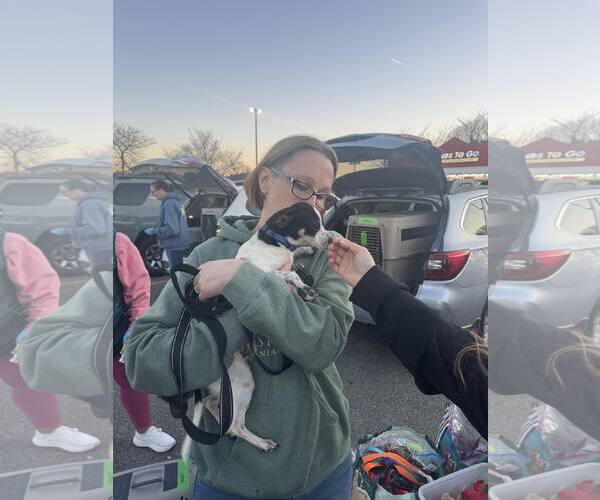 Medium Photo #1 Chihuahua-Unknown Mix Puppy For Sale in Woodbury, NY, USA