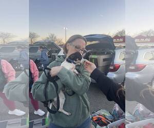 Chihuahua-Unknown Mix Dogs for adoption in Woodbury, NY, USA