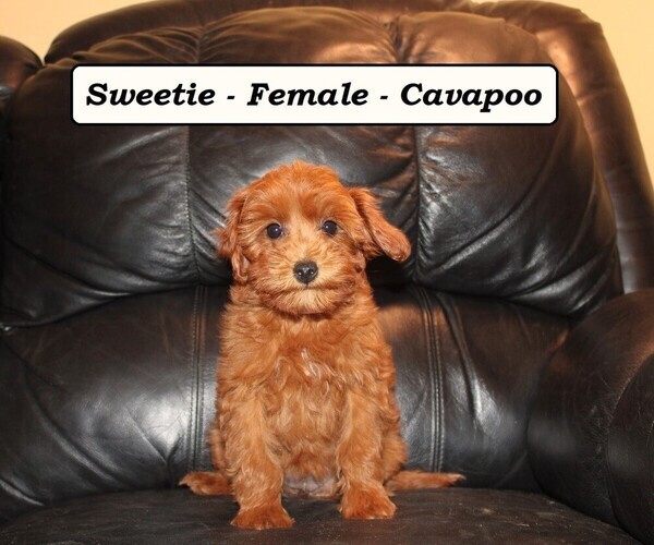 Medium Photo #6 Cavapoo (Miniature) Puppy For Sale in CLARKRANGE, TN, USA