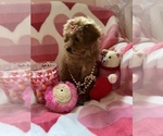 Small #5 Cavapoo