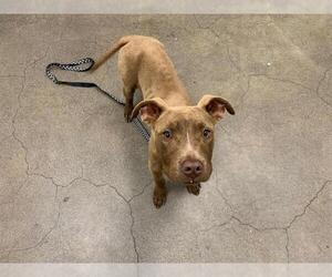 American Pit Bull Terrier-Labrador Retriever Mix Dogs for adoption in Berkeley , CA, USA