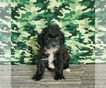 Small Photo #7 ShihPoo Puppy For Sale in SHAWNEE, OK, USA