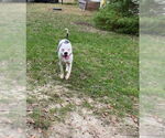 Small #7 Bullypit