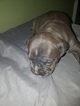 Small Photo #6 American Pit Bull Terrier Puppy For Sale in GRIFFIN, GA, USA