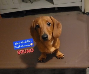 Dachshund Dog for Adoption in WALLACE, California USA