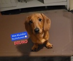 Small Dachshund