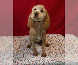 Goldendoodle (Miniature) Puppy for sale in PATERSON, NJ, USA