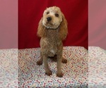 Image preview for Ad Listing. Nickname: Meleny