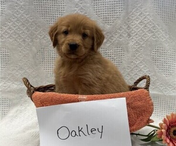 Medium Photo #4 Golden Retriever Puppy For Sale in OWEN, WI, USA