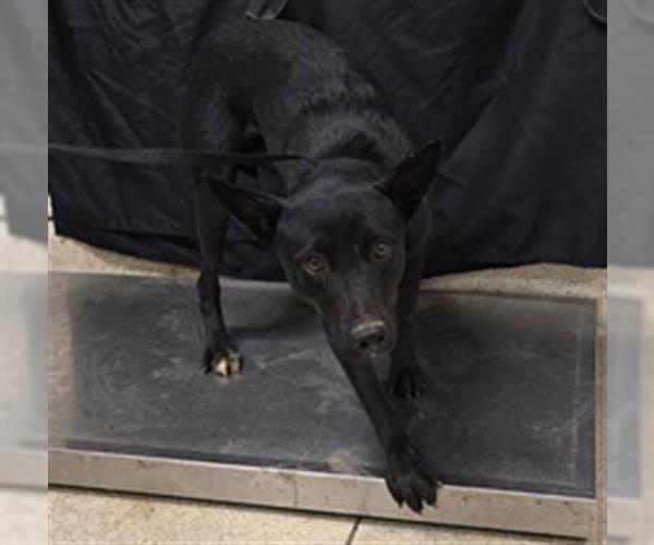 Medium Photo #1 Mutt Puppy For Sale in Riverside, CA, USA