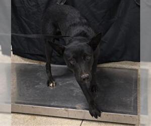 Mutt Dogs for adoption in Riverside, CA, USA