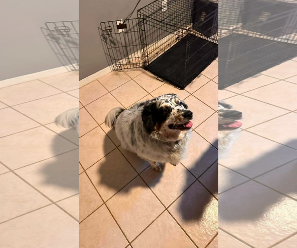 Medium Photo #3 Australian Shepherd-Unknown Mix Puppy For Sale in Cape May, NJ, USA