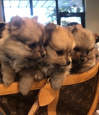 Father of the Pomeranian puppies born on 03/05/2018