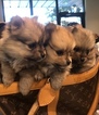 Small Photo #1 Pomeranian Puppy For Sale in BAKERSFIELD, CA, USA