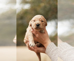 Small #1 Goldendoodle