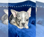 Small Photo #9 French Bulldog Puppy For Sale in MEMPHIS, TN, USA