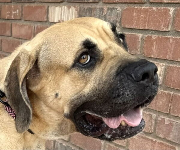 Medium Photo #2 Mutt Puppy For Sale in Goodyear, AZ, USA