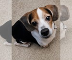 Small Photo #4 Beagle Puppy For Sale in Dunnellon, FL, USA
