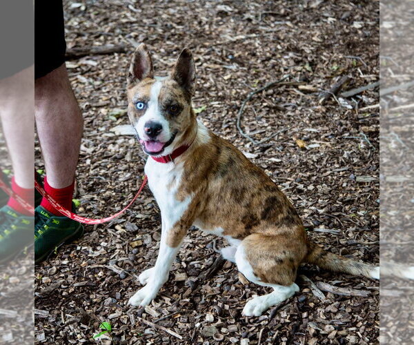 Medium Photo #24 Catahoula Leopard Dog-Unknown Mix Puppy For Sale in Canton, CT, USA