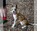 Small #23 Catahoula Leopard Dog Mix