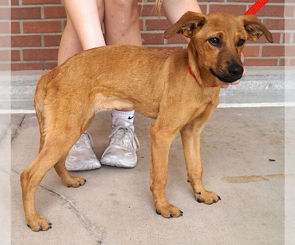 Medium Photo #2 Dachshund-Unknown Mix Puppy For Sale in Carrollton, TX, USA