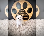 Small #4 Maltipoo (Toy)