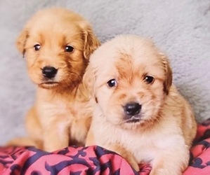 Goldendoodle (Miniature) Puppy for Sale in HICKORY, North Carolina USA