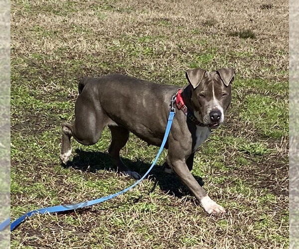 Medium Photo #12 American Pit Bull Terrier-Unknown Mix Puppy For Sale in Virginia Beach, VA, USA