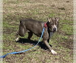Small #11 American Pit Bull Terrier Mix