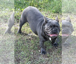 Small Photo #9 French Bulldog Puppy For Sale in LOXAHATCHEE, FL, USA