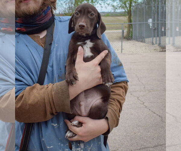 Medium Photo #5 Bagle Hound Puppy For Sale in Huntley, IL, USA