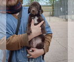Small #4 Bagle Hound