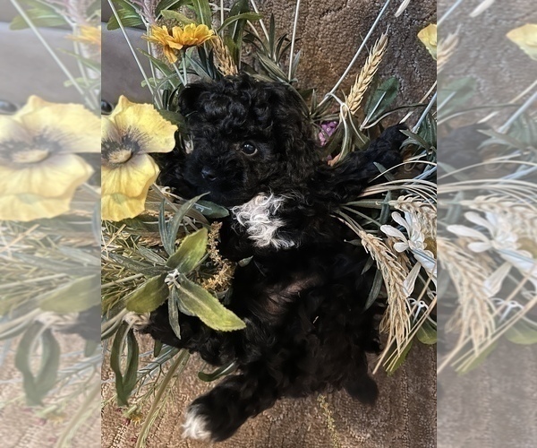 Medium Photo #4 Maltese-Poodle (Toy) Mix Puppy For Sale in MONTGOMERY, AL, USA