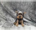 Small Mutt