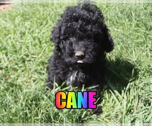 Poodle (Miniature) Puppy for sale in jasper, AR, USA